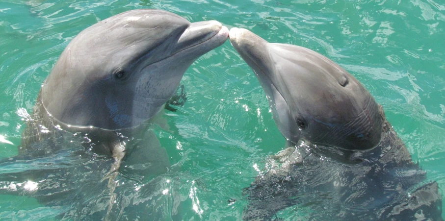 a couple of dolphins standing next to each other in the water, kissing, holding court, jamaica, 15081959 21121991 01012000 4k