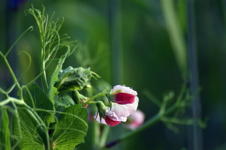 a close up of a flower on a plant, a picture, flickr, romanticism, pods, draped in fleshy green and pink, edible flowers, red and white colors