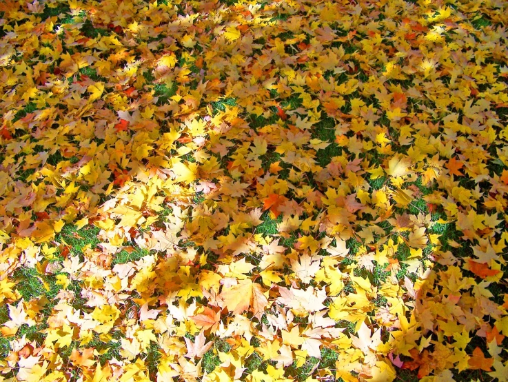 a fire hydrant sitting on top of a pile of leaves, by Nancy Spero, flickr, yellow carpeted, leaves as dollars!! glow, maple tree, great light and shadows”