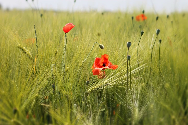 a field of green grass with red flowers, a tilt shift photo, by Stefan Gierowski, romanticism, on the vast wheat fields, dead but beautiful. poppies, benjamin vnuk, close - up photo