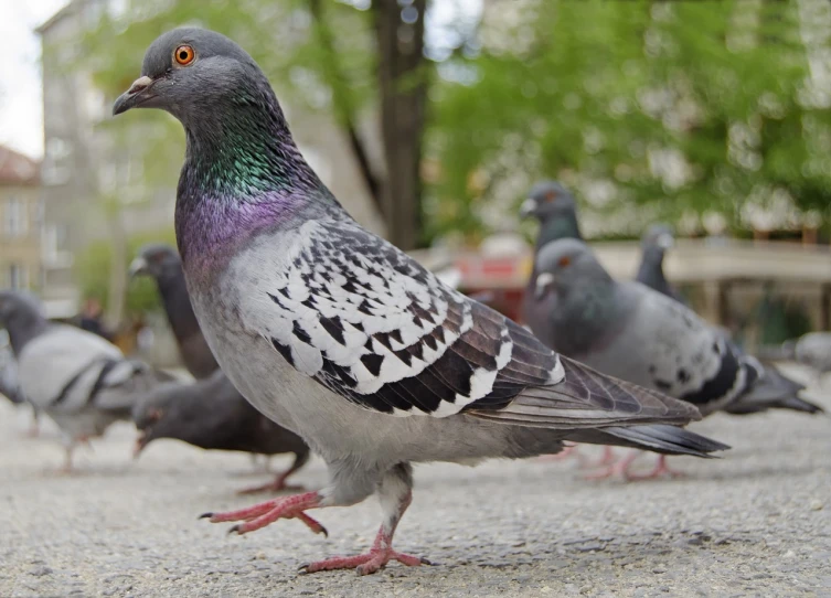 a flock of pigeons standing next to each other, a portrait, by Jan Rustem, shutterstock, on the sidewalk, heavily ornamental, purple. smooth shank, 33mm photo