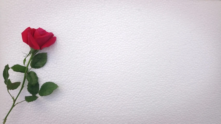 a single red rose sitting on top of a white surface, tumblr, pointillism, white foam, portrait photo of a backdrop, 5 mm, flowers background