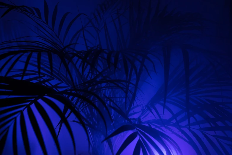 a couple of palm trees sitting next to each other, a picture, inspired by Yves Klein, conceptual art, dramatic blue light, iphone wallpaper, plants and jungle, blue-black