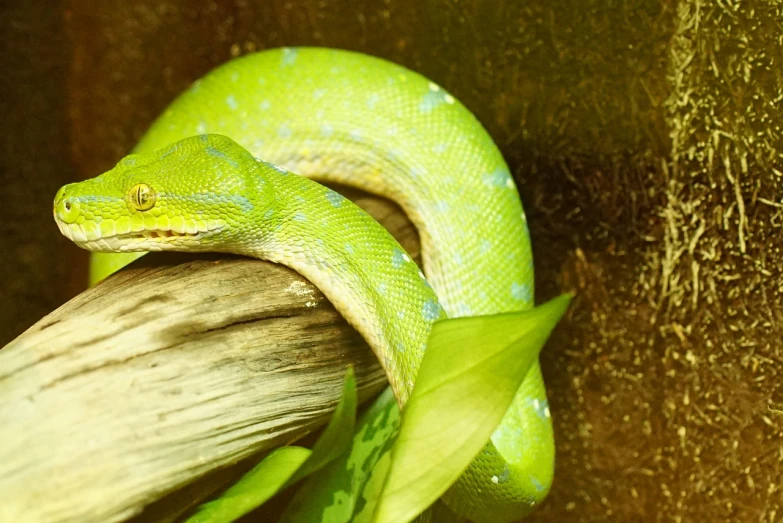 a green snake sitting on top of a tree branch, synchromism, phone photo, shed iridescent snakeskin, top down shot, 4k photo”