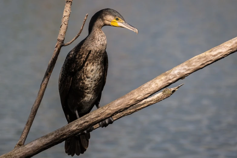 a black bird sitting on top of a tree branch, a portrait, shutterstock, at the waterside, shag, with a yellow beak, full - length photo