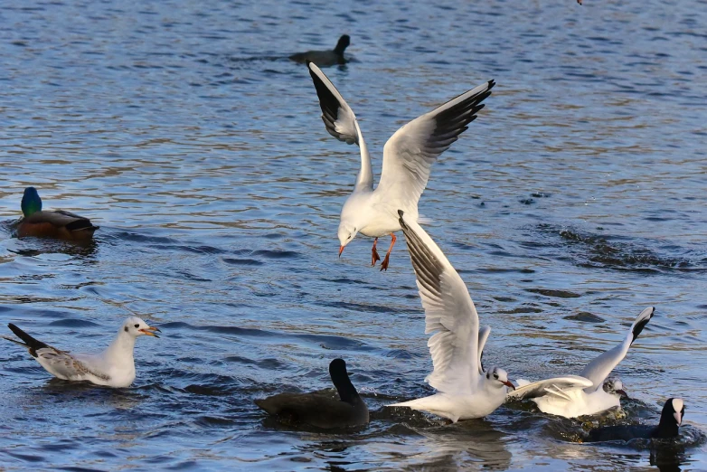 a flock of birds standing on top of a body of water, a photo, arabesque, close-up fight, ready to eat, white male, full res