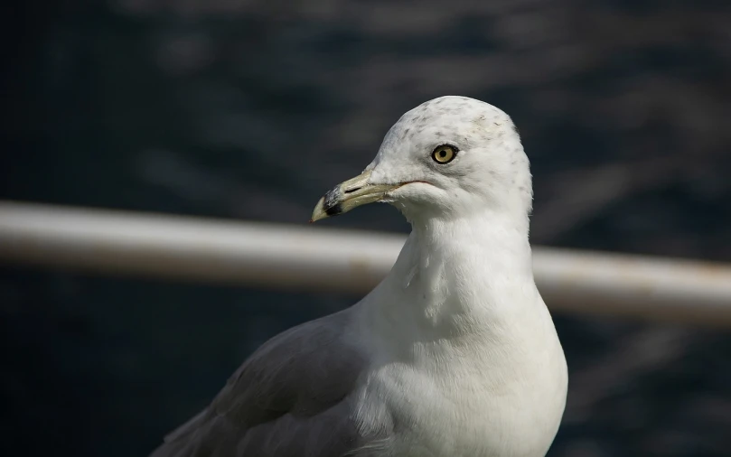 a close up of a seagull with a blurry background, with a white muzzle, posing for a picture, about 3 5 years old, shaded