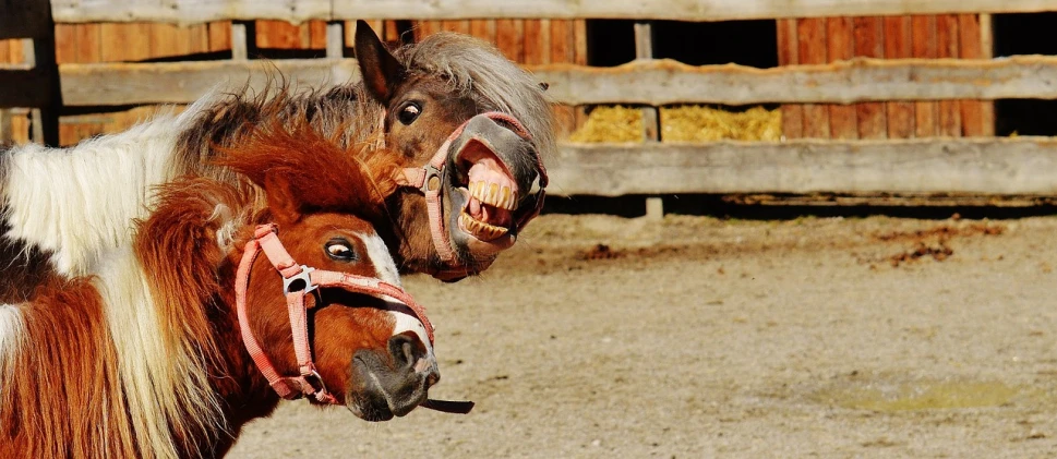 a couple of horses standing next to each other, a picture, by Jan Rustem, pixabay, teeth filled with cavities, happy face, 🤠 using a 🖥, mouth in mouth