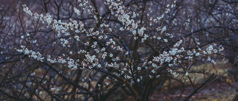 a close up of a tree with white flowers, a picture, inspired by Elsa Bleda, dark flowers, an aesthetic field of flowers, nika maisuradze, february)