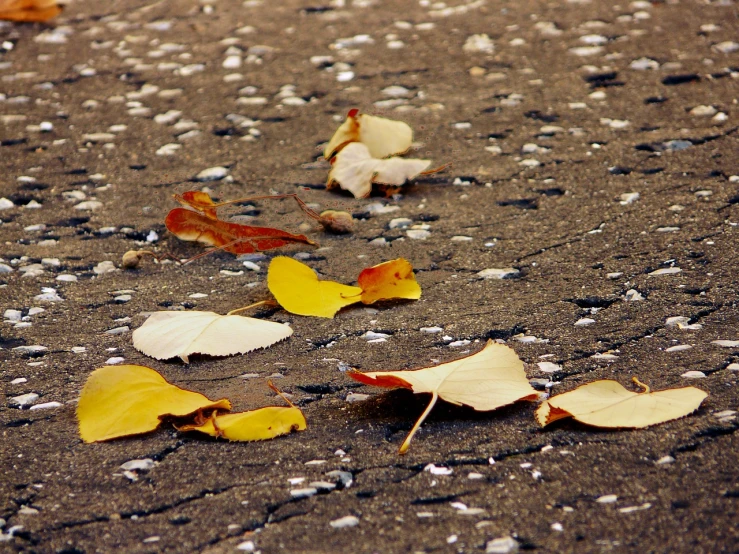 a bunch of leaves that are on the ground, by Paul Davis, minimalism, photorealism. trending on flickr, konica minolta, some of the blacktop is showing, depth of field ”