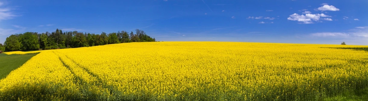 a field full of yellow flowers under a blue sky, a picture, by Jan Rustem, color field, avatar image, farming, liquid gold, ludek pesek