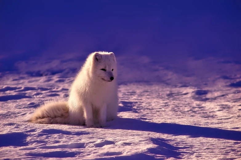 a white dog is sitting in the snow, trending on pixabay, furry art, fantasy fox love, early morning light, antarctica, purple fur