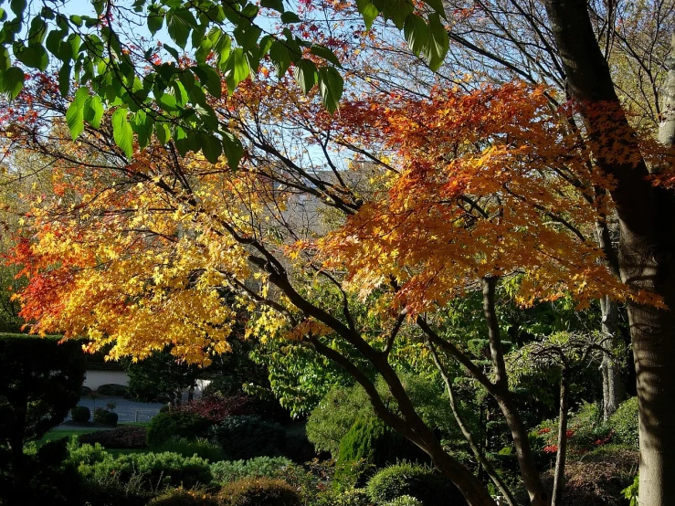 a bench sitting under a tree in a park, a photo, inspired by Sesshū Tōyō, sōsaku hanga, maple trees with fall foliage, many golden layers, upon a peak in darien, the sun is shining