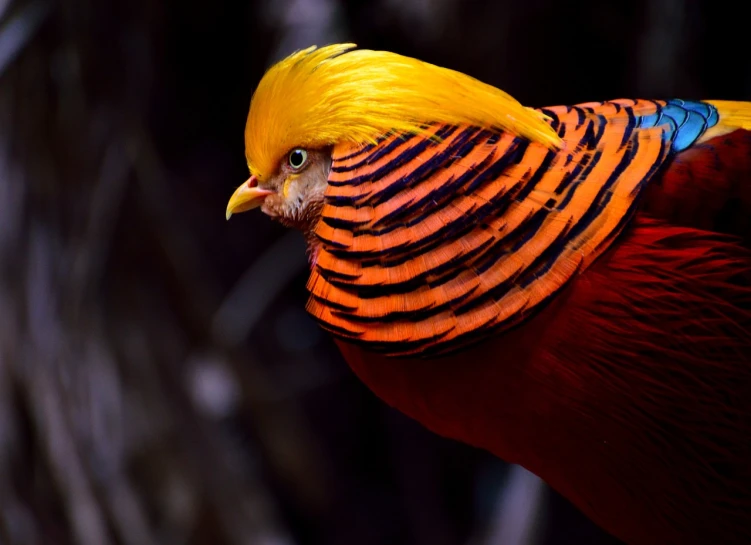 a close up of a bird with a yellow head, shutterstock, sumatraism, red and orange colored, vivid vibrant deep colors, in profile, national geographic photo