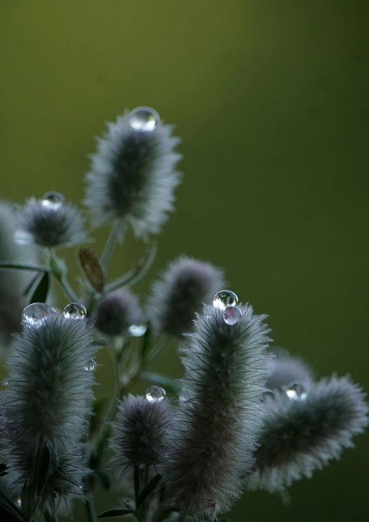 a bunch of flowers with water droplets on them, by Jan Rustem, flickr, thistles, ultrafine detail ”, muted green, silver mist