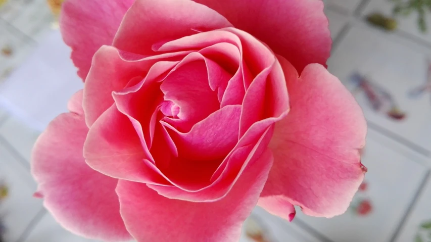 a close up of a pink rose in a vase, a macro photograph, by Anna Haifisch, queen of flowers, gorgeous lady, my pov, on a bright day