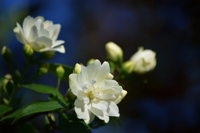 a close up of a white flower with green leaves, romanticism, a few roses, blue sky, japanese related with flowers, jasmine