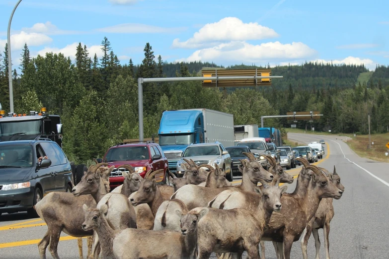 a herd of sheep standing on the side of a road, a photo, by Whitney Sherman, shutterstock, ram antlers, banff national park, heavy traffic, overcrowded