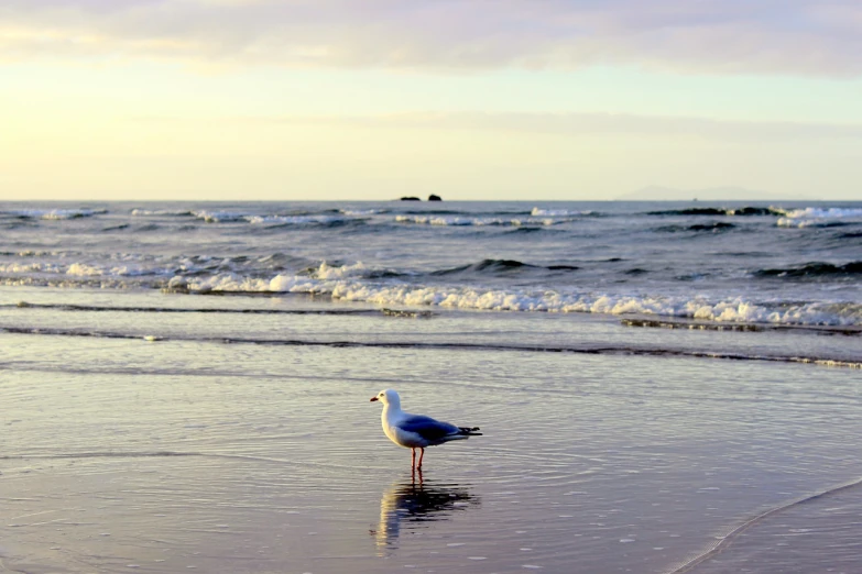 a seagull standing on a beach next to the ocean, a photo, oregon, morning dawn, new zealand, vacation photo