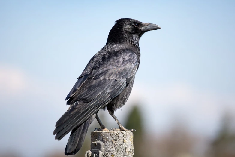 a black bird sitting on top of a wooden post, inspired by Gonzalo Endara Crow, renaissance, black hair in a rough shag, istock, long thick shiny black beak, high-detaild