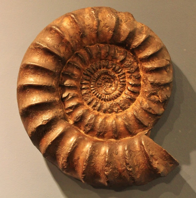 a close up of a fossil like object on a wall, by John Hutchison, flickr, in the shape of a cinnamon roll, brilliant museum sculpture, ammonite, highly detailed sculpture