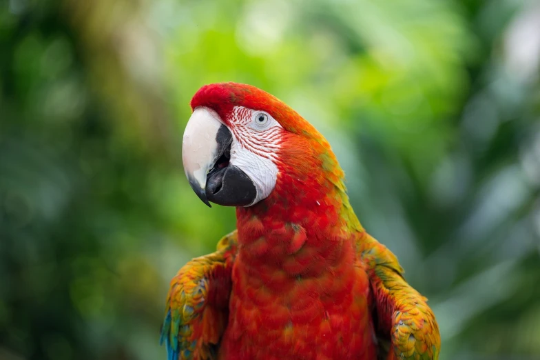 a colorful parrot sitting on top of a tree branch, a portrait, amazon rainforest background, vibrant red and green colours, while smiling for a photograph, 🦩🪐🐞👩🏻🦳