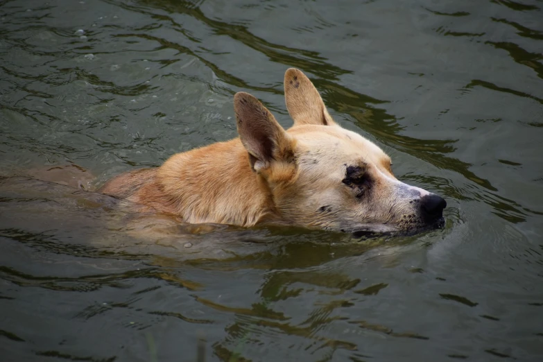 a dog swimming in a body of water, a photo, by Jan Konůpek, shutterstock, deep sadness, taken in zoo, shanghai, stock photo