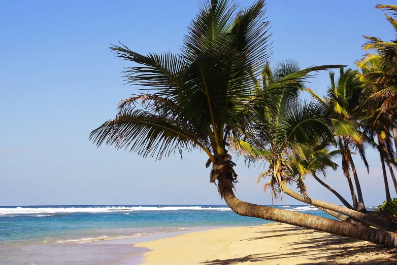 a couple of palm trees sitting on top of a sandy beach, a photo, jamaican, dlsr photo, wide shot photo