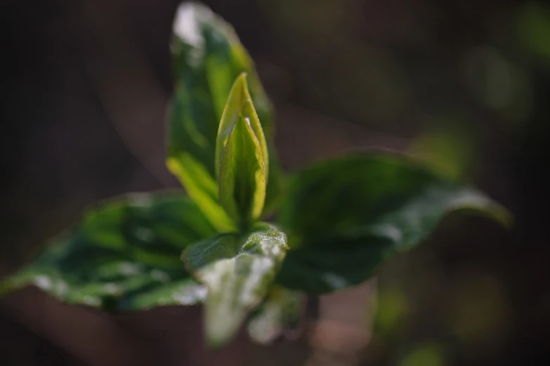 a close up of a leaf with water droplets on it, by Sebastian Spreng, hurufiyya, flowering buds, it\'s name is greeny, bokeh photo, background: assam tea garden