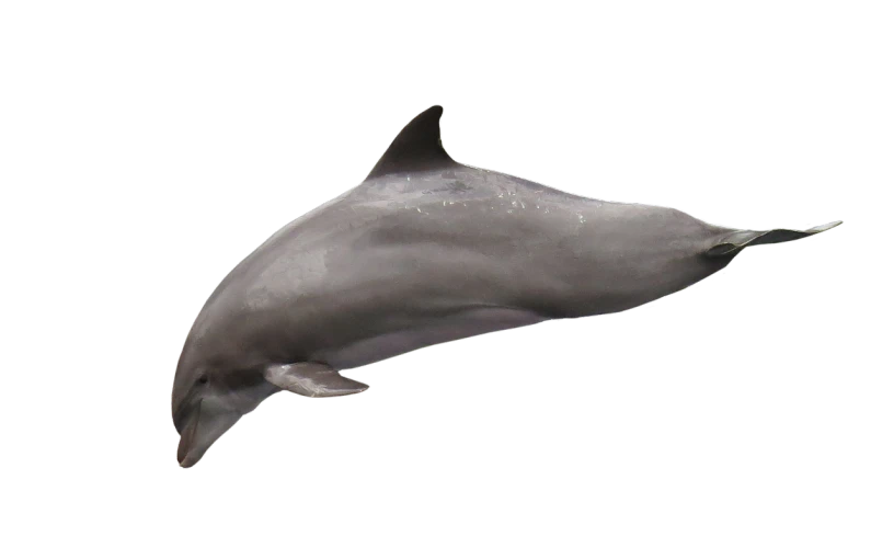 a dolphin that is swimming in the water, a raytraced image, featured on zbrush central, hurufiyya, side view close up of a gaunt, smooth oval head, full body close-up shot, photo-shopped