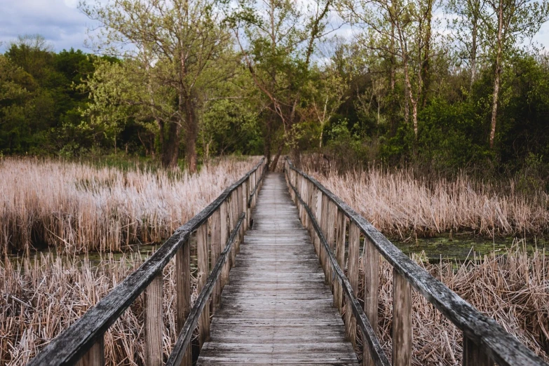 a wooden bridge over a body of water, by Brad Holland, pexels, marsh vegetation, 🤬 🤮 💕 🎀, bentonville arkansas, early spring