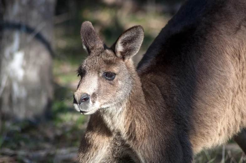 a close up of a kangaroo in a field, a portrait, hurufiyya, zoo photography, calf, closeup photo, flash photo