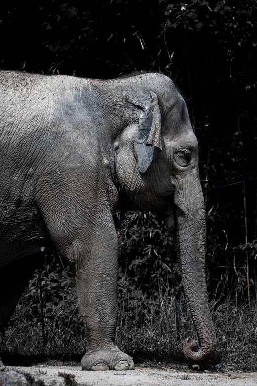 an elephant that is standing in the grass, a portrait, flickr, sumatraism, desaturated!!, dormant in chains, 🦩🪐🐞👩🏻🦳, lurking in the shadows