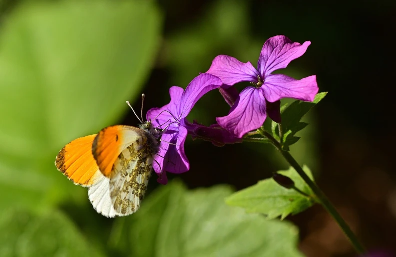 a butterfly sitting on top of a purple flower, by Robert Brackman, flickr, white and orange, gilt-leaf winnower, sergey krasovskiy, finer details : 3