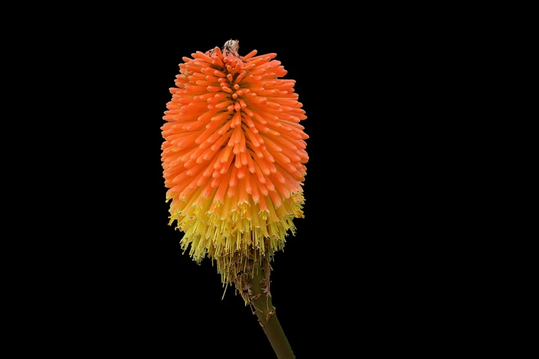 a close up of a flower on a stem, by Jan Rustem, hurufiyya, spiky orange hair, standing with a black background, cone shaped, highly detailed product photo