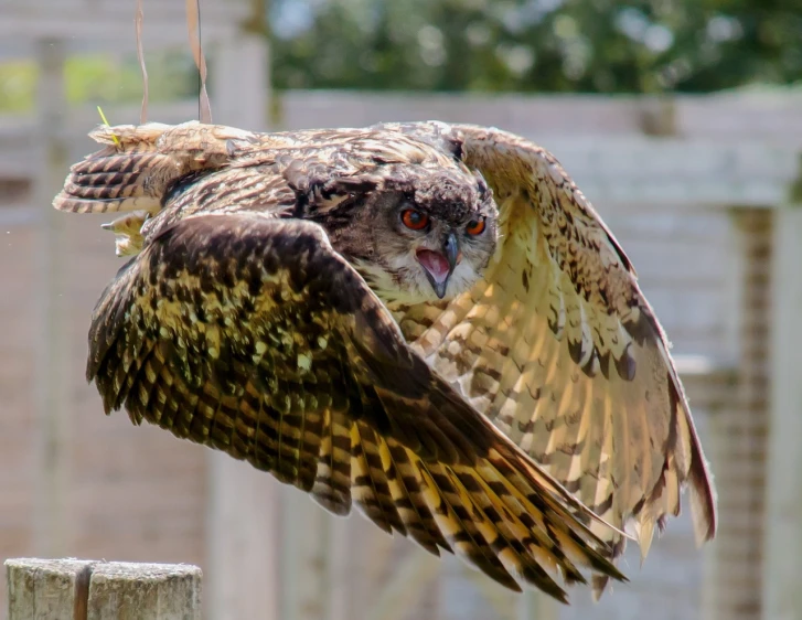 a large owl sitting on top of a wooden post, a picture, by Edward Corbett, shutterstock, flying through the air, visibly angry, taken in zoo, large red eyes!!!