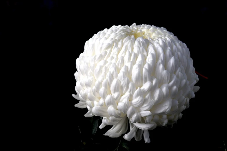 a close up of a white flower on a black background, sōsaku hanga, chrysanthemums, beautiful flower, annie leibowit, charlize