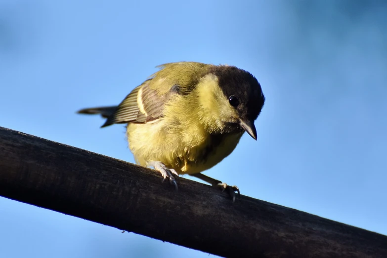 a small bird sitting on top of a wooden pole, by Dicky Doyle, fluffy green belly, high contrast!, a broad shouldered, yellowed