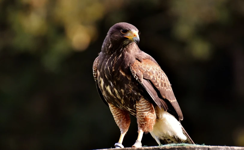 a close up of a bird of prey on a branch, pexels, warrior, knee, outdoor photo, very sharp photo