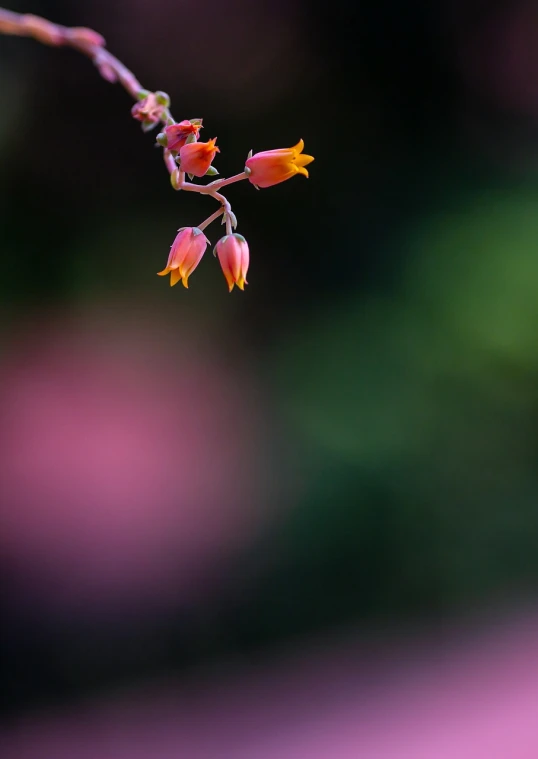 a close up of a flower with a blurry background, minimalism, pink and orange colors, flowers with intricate detail, fuchsia, flowers and trees