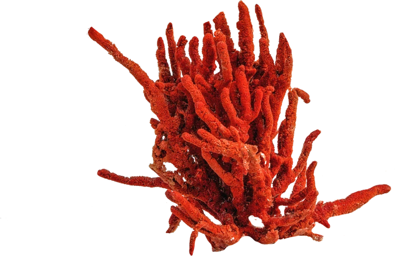 a close up of a red plant on a black background, a microscopic photo, by Robert Brackman, hurufiyya, sea sponges, orange fluffy spines, birdseye view, exterior shot