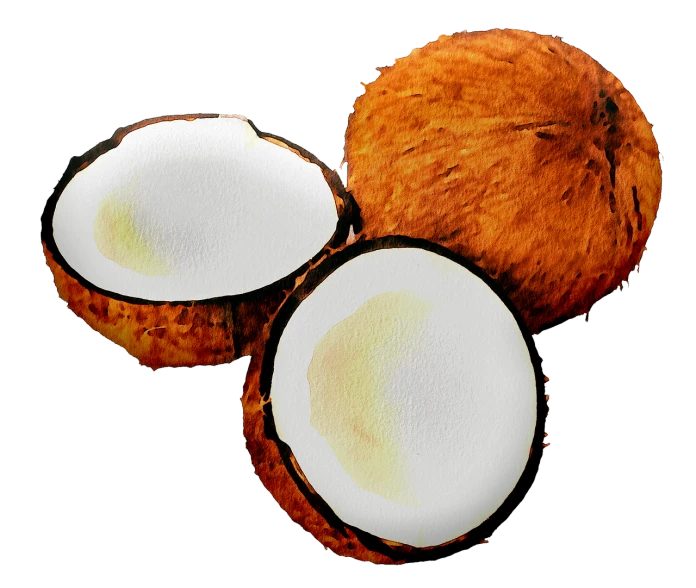 a couple of coconuts sitting next to each other, an illustration of, by Harold von Schmidt, pixabay, on a black background, super realistic food picture, cut-away, stock photo