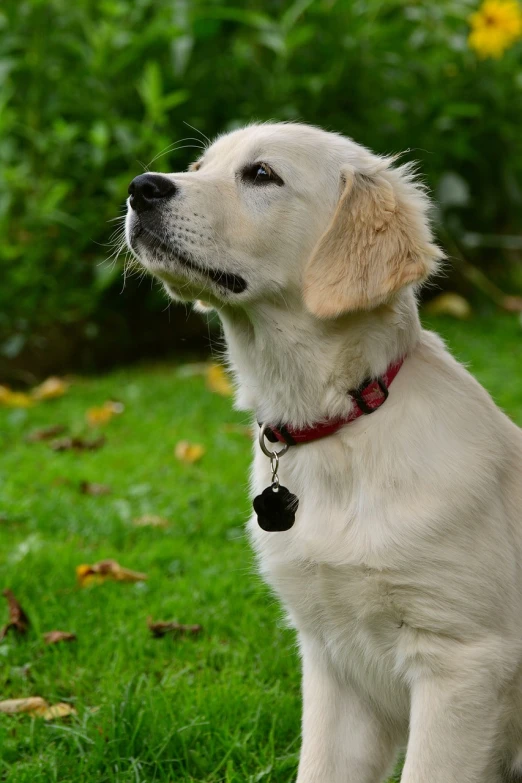 a white dog sitting on top of a lush green field, a portrait, by Emma Andijewska, pixabay, pendant, bells, profile shot, lab