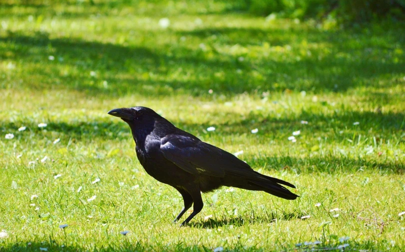 a black bird standing on top of a lush green field, inspired by Gonzalo Endara Crow, pixabay, renaissance, side view close up of a gaunt, ready to eat, 🦩🪐🐞👩🏻🦳, in a park