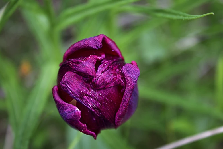 a close up of a purple flower in a field, by Jan Rustem, romanticism, tulip, dark red color, peony, wrinkled