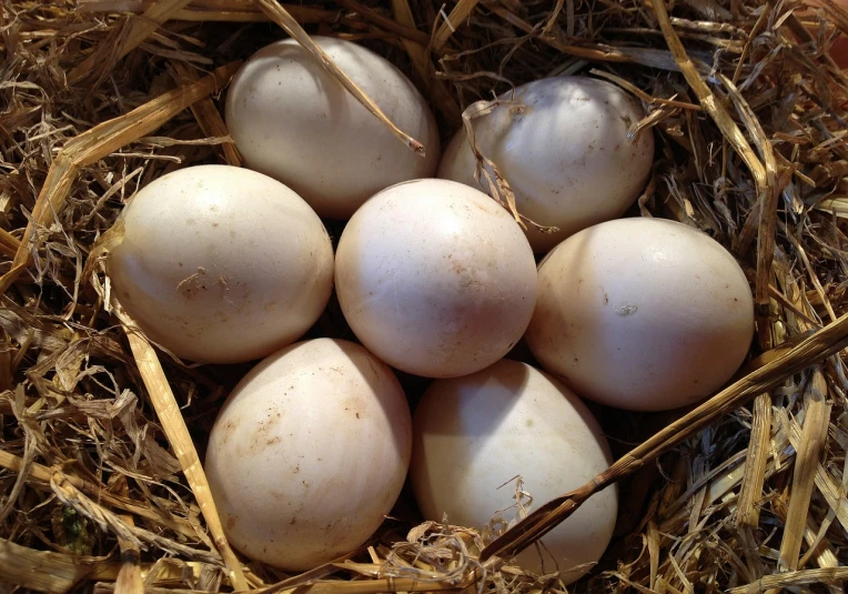 a close up of a bunch of eggs in a nest, by David Garner, renaissance, albino dwarf, beautiful smooth oval head, full size, humus