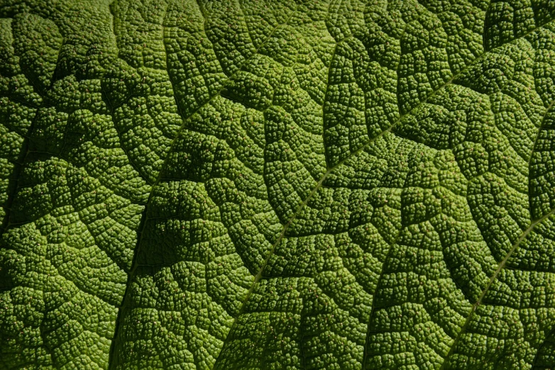 a close up of a leaf of a plant, a macro photograph, by Dietmar Damerau, art nouveau, tesselation, highly detailed textured 8k, green skin!, megascans texture