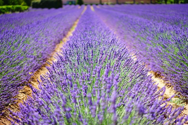 a field of lavender with a house in the background, a picture, by Carey Morris, pexels, color field, symmetrical detail, sleek spines, 2 4 mm wide angle, organic detail