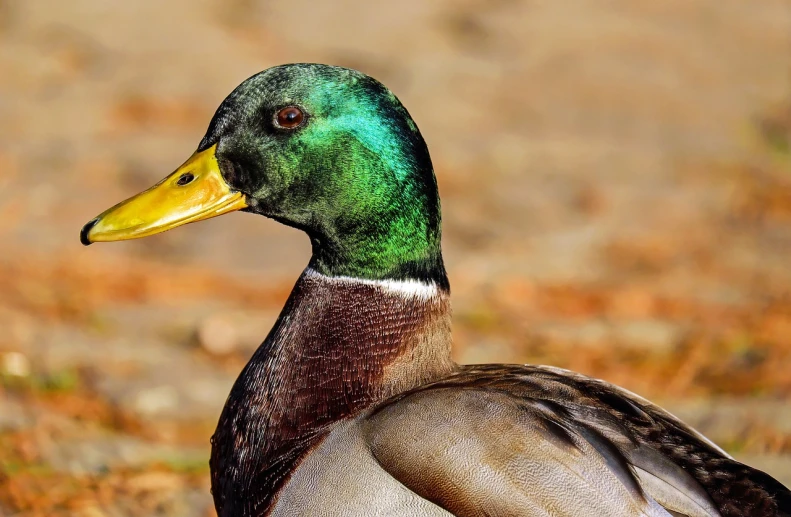 a close up of a duck on the ground, inspired by Jacob Duck, pexels, photorealism, green head, wallpaper - 1 0 2 4, handsome male, mallard (anas platyrhynchos)