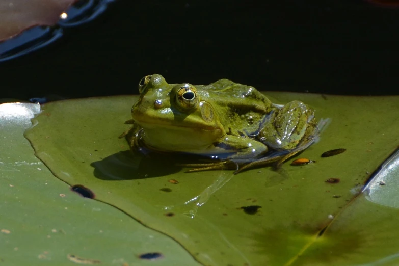 a frog sitting on top of a leaf in a pond, a portrait, flickr, various posed, on a sunny day, olive, full of greenish liquid